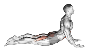 How to Perform the Cobra Stretch Correctly: