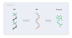 What Exactly Is a Peptide? 