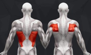 Back Workouts Gym and Understanding Back Anatomy: