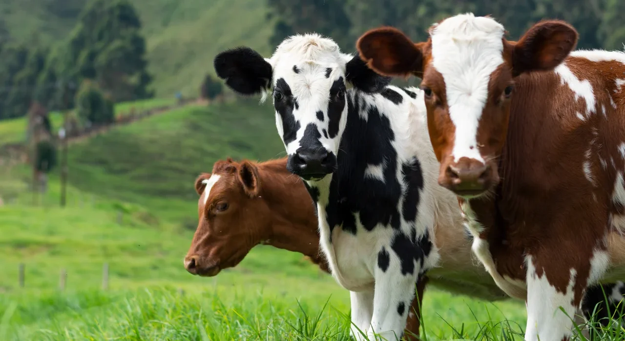11 Alarming ADM Animal Nutrition Feed Recall Facts Every Pet Owner Should Know!