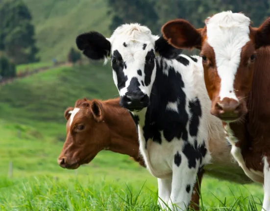 11 Alarming ADM Animal Nutrition Feed Recall Facts Every Pet Owner Should Know!