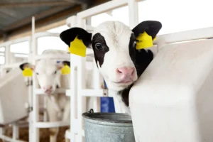 Five Ways an ADM Animal Nutrition Feed Recall Gets Triggered: